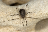 Le Faucheur pineux (Opiliones - Phalangiidae - Odiellus spinosus)